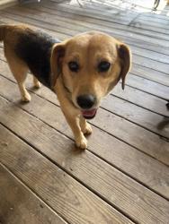 Reunited Female Dog last seen Tunnelton rd near Otis park, Bedford, IN 47421