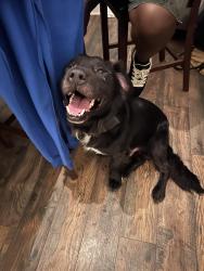 Reunited Male Dog last seen Brownsville road, Pittsburgh, PA 15210