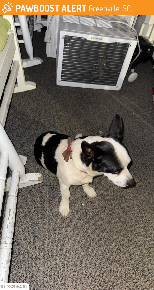 Found/Stray Male Dog last seen Welcome ave, Greenville, SC 29611