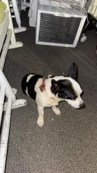 Found/Stray Male Dog last seen Welcome ave, Greenville, SC 29611