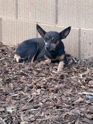 Found/Stray Unknown Dog last seen Baseline and Lily Bean Way, Roseville, CA 95747