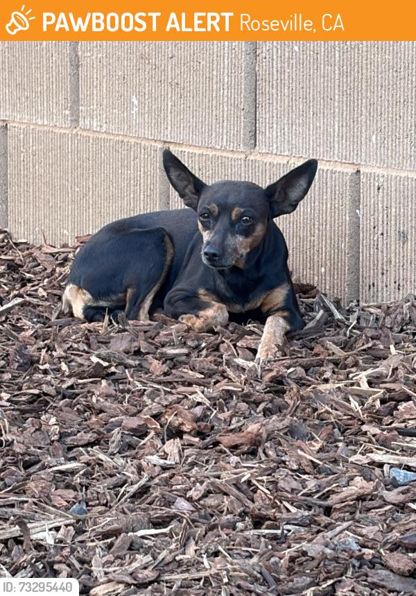 Found/Stray Unknown Dog last seen Baseline and Lily Bean Way, Roseville, CA 95747