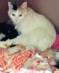 Reunited Female Cat last seen Sycamore school rd, Fort Worth, TX 76133