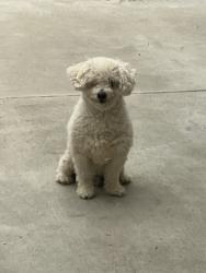 Reunited Male Dog last seen Darrell St, Costa Mesa, CA 92627, USA, Costa Mesa, CA 92627