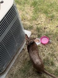 Reunited Unknown Cat last seen Bergenfield, Bergenfield, NJ 07621