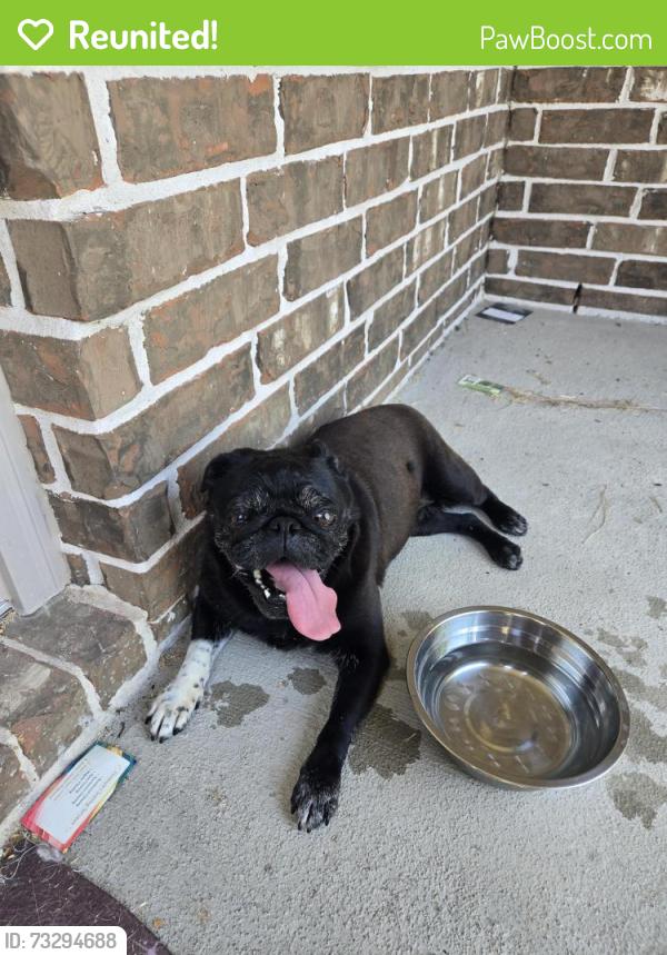 Reunited Female Dog last seen Sunterra, Katy, TX 77493
