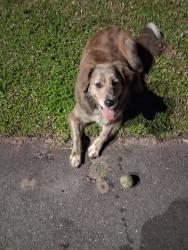 Lost Female Dog last seen Near Glynn plaza, Brunswick, GA 31520