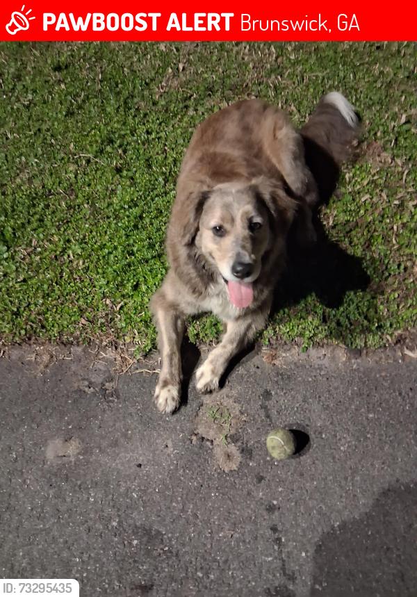Lost Female Dog last seen Near Glynn plaza, Brunswick, GA 31520