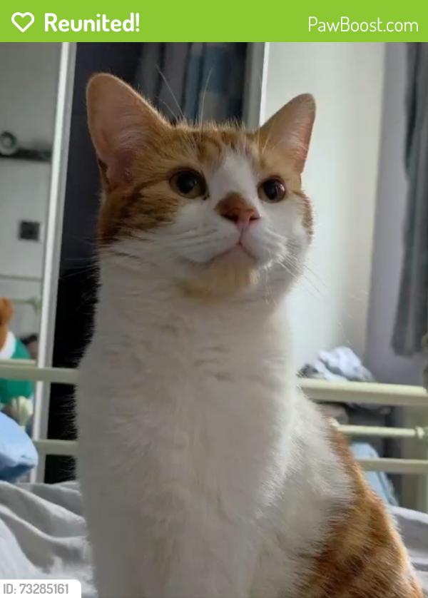 Reunited Male Cat last seen Near Brecknell Rise, Worcestershire, England 