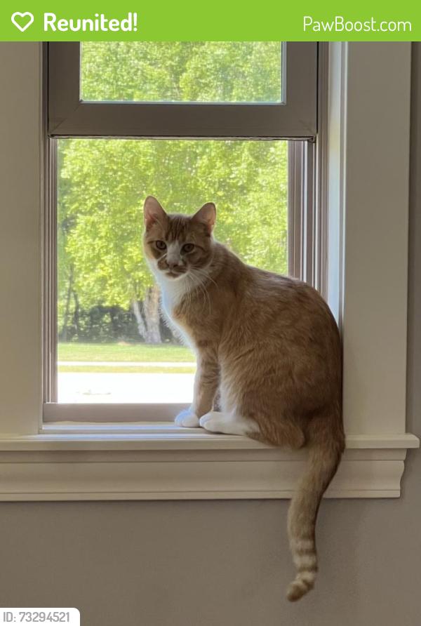 Reunited Male Cat last seen Playden and Wessex, Peoria, IL 61615