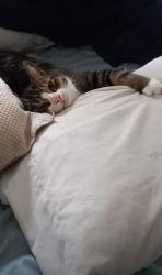 Lost Male Cat last seen Mayfair and Canochet Ave, Warwick, RI 02888