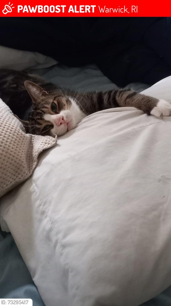 Lost Male Cat last seen Mayfair and Canochet Ave, Warwick, RI 02888