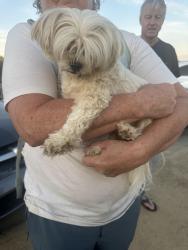 Reunited Female Dog last seen Seascape resort, Rio del Mar, CA 95003