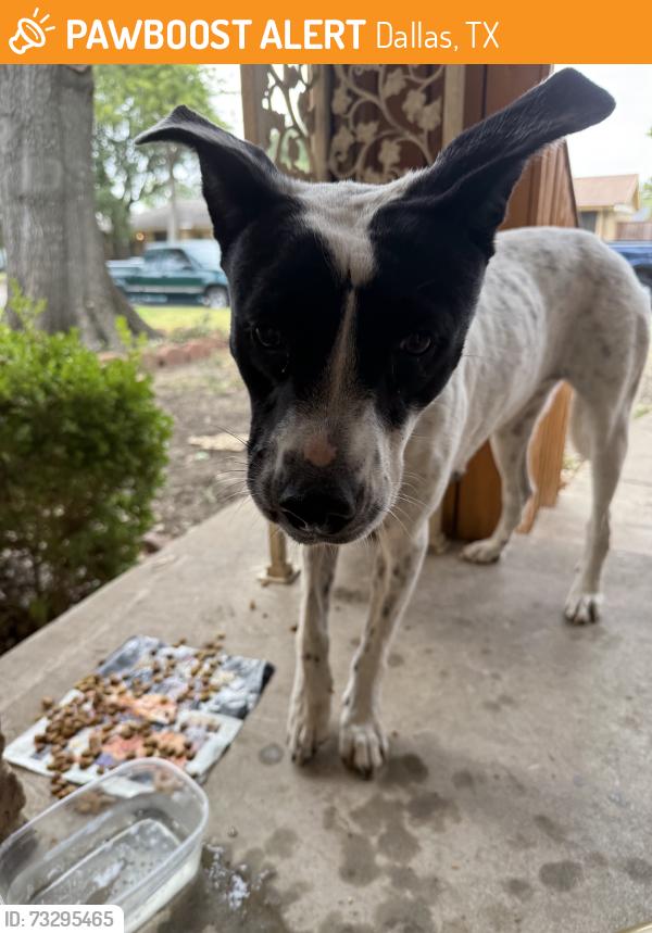 Found/Stray Female Dog last seen Samuell, Dallas, TX 75227