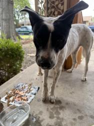 Found/Stray Female Dog last seen Samuell, Dallas, TX 75227