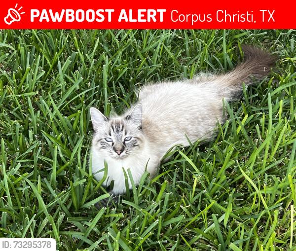 Lost Female Cat last seen Ames and Dr Hector P Garcia, Corpus Christi, TX 78414