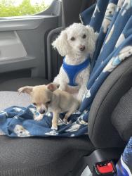 Lost Female Dog last seen Near Addison Gate Richmond Va, Richmond, VA 23234