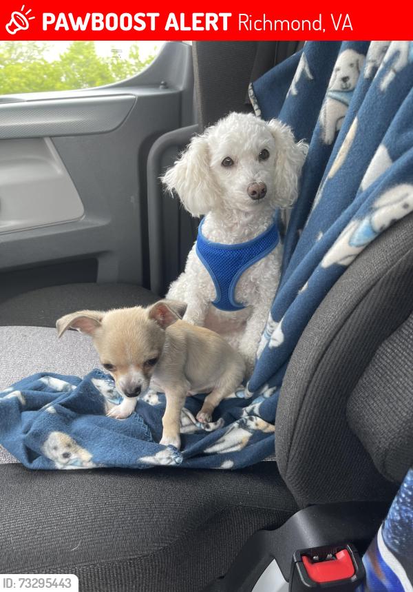 Lost Female Dog last seen Near Addison Gate Richmond Va, Richmond, VA 23234