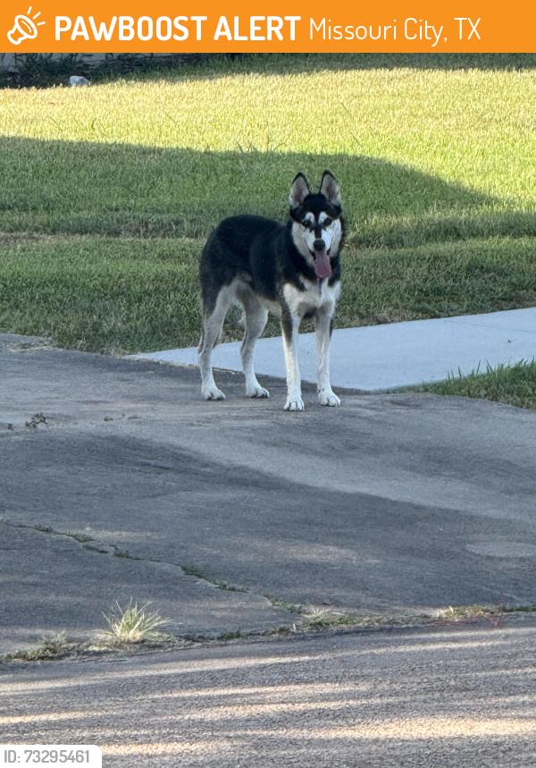 Found/Stray Unknown Dog last seen Hunters Glen 3, Missouri City, TX 77459