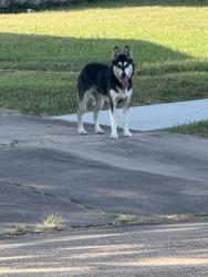 Found/Stray Unknown Dog last seen Hunters Glen 3, Missouri City, TX 77459