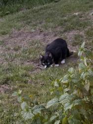 Found/Stray Male Cat last seen Lighthouse apmts, Seattle, WA 98106