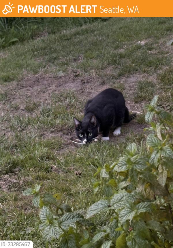 Found/Stray Male Cat last seen Lighthouse apmts, Seattle, WA 98106