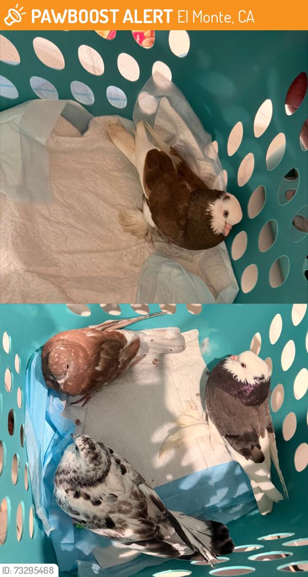 Found/Stray Unknown Bird last seen Cedar, El Monte, CA 91731