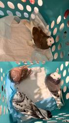 Found/Stray Unknown Bird last seen Cedar, El Monte, CA 91731