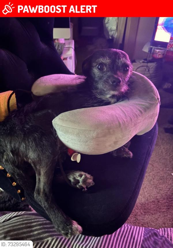 Lost Male Dog last seen Near se causey loop, Clackamas, OR 97015