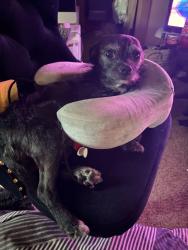 Lost Male Dog last seen Near se causey loop, Clackamas, OR 97015