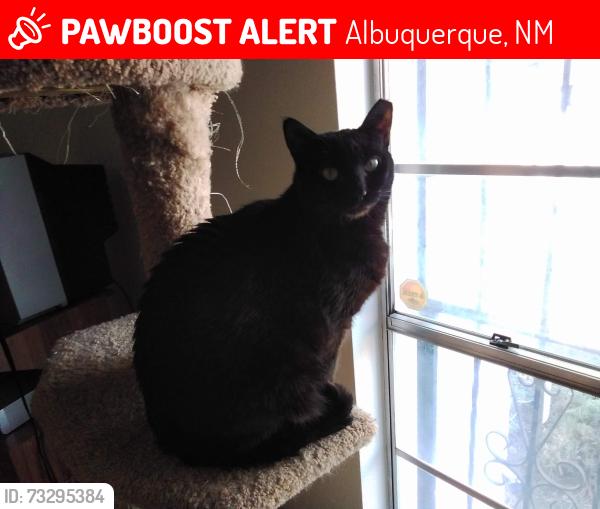Lost Female Cat last seen Hoffmantown Park, Albuquerque, NM 87112