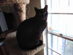 Lost Female Cat last seen Hoffmantown Park, Albuquerque, NM 87112