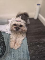 Lost Female Dog last seen Trexler Park apmts, Springhouse Rd., South Whitehall Township, PA 18104