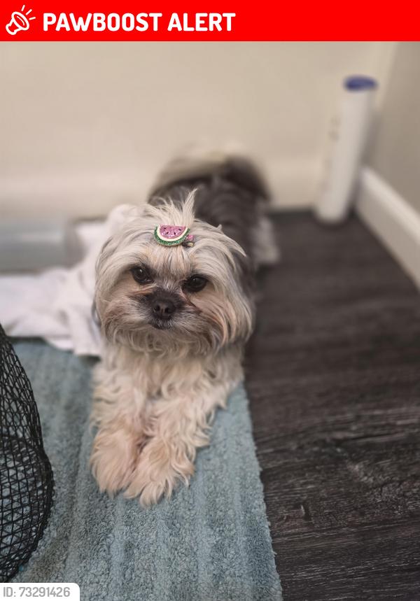 Lost Female Dog last seen Trexler Park apmts, Springhouse Rd., South Whitehall Township, PA 18104