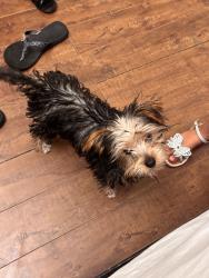 Reunited Male Dog last seen Hackett rd, Ceres, CA 95307