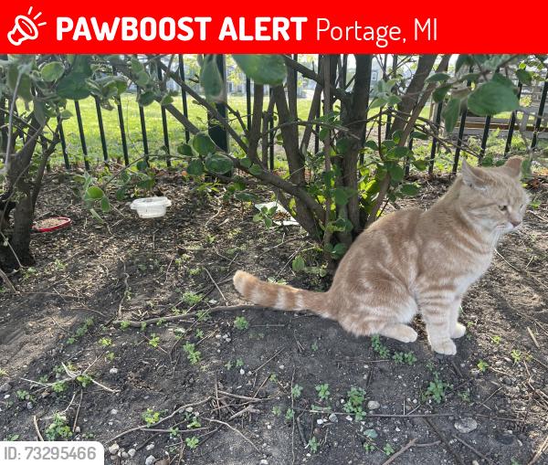 Lost Female Cat last seen Steak n Shake/ emergency vet lot, Portage, MI 49002