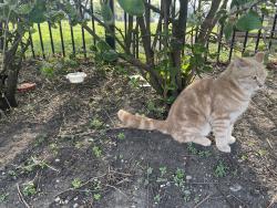 Lost Female Cat last seen Steak n Shake/ emergency vet lot, Portage, MI 49002