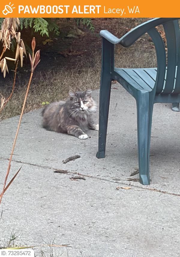 Found/Stray Unknown Cat last seen Sleater Kinney and 16th, Lacey, WA 98503