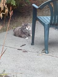 Found/Stray Unknown Cat last seen Sleater Kinney and 16th, Lacey, WA 98503