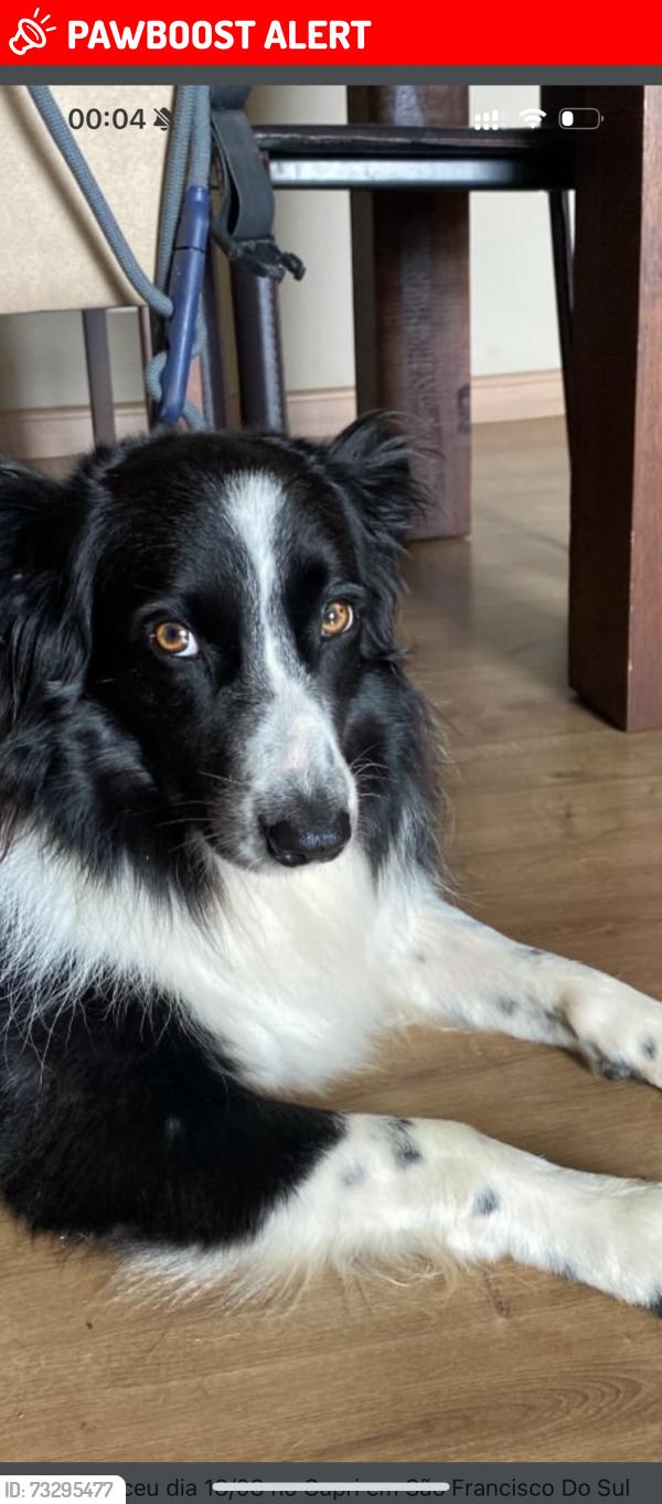Lost Female Dog last seen Praia do capri São Francisco, São Francisco do Sul, SC 89240-000