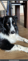 Lost Female Dog last seen Praia do capri São Francisco, São Francisco do Sul, SC 89240-000