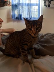 Found/Stray Female Cat last seen Near Idlewild rd, Charlotte, NC 28212