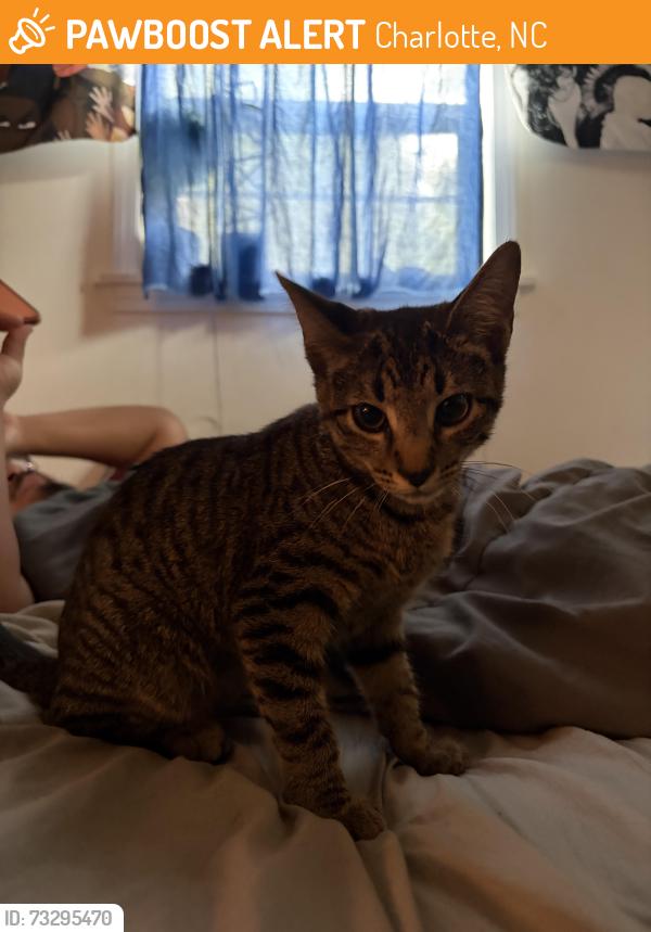 Found/Stray Female Cat last seen Near Idlewild rd, Charlotte, NC 28212