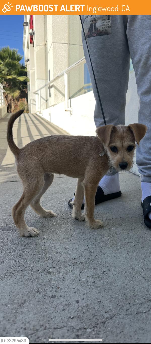 Found/Stray Female Dog last seen Planet Fitness, Inglewood, CA 90301