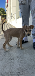 Found/Stray Female Dog last seen Planet Fitness, Inglewood, CA 90301