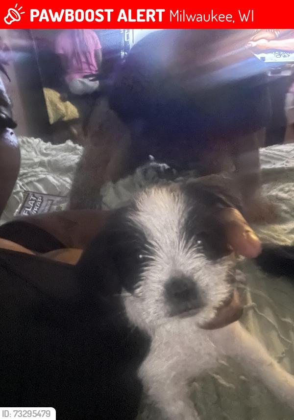 Lost Female Dog last seen Near N 17th Street, Milwaukee, WI 53205
