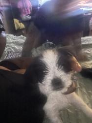 Lost Female Dog last seen Near N 17th Street, Milwaukee, WI 53205