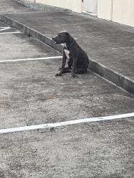 Found/Stray Female Dog last seen Good n crisp, Corpus Christi, TX 78410