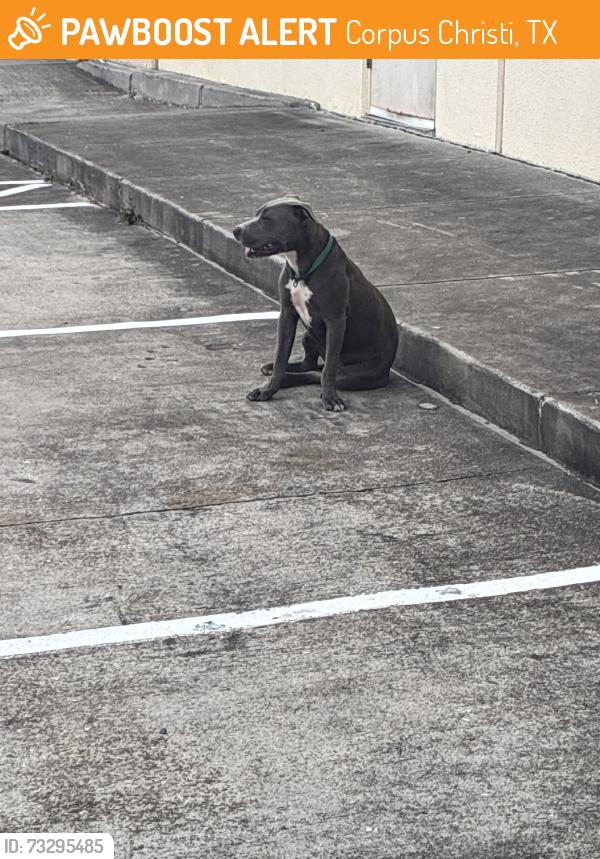 Found/Stray Female Dog last seen Good n crisp, Corpus Christi, TX 78410