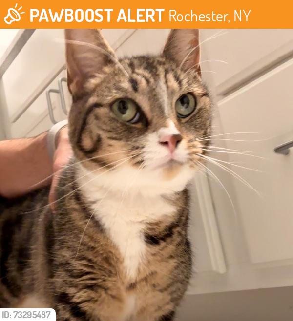 Found/Stray Female Cat last seen Blossom St, Rochester, NY 14610